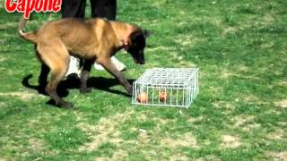 Capone DarkFall - ball drive (6 months)