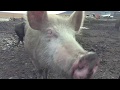 Невероятные чукотские свиньи