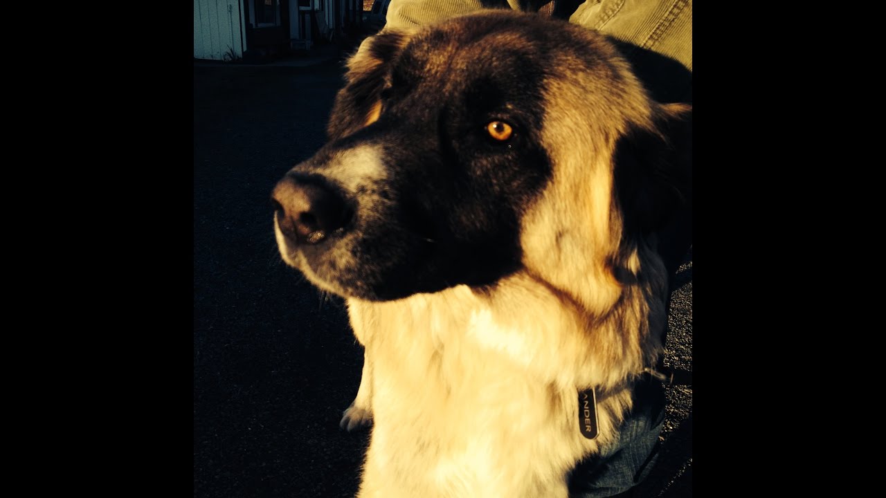 Super Rare Long Haired Anatolian Shepherd Playing At The Beach