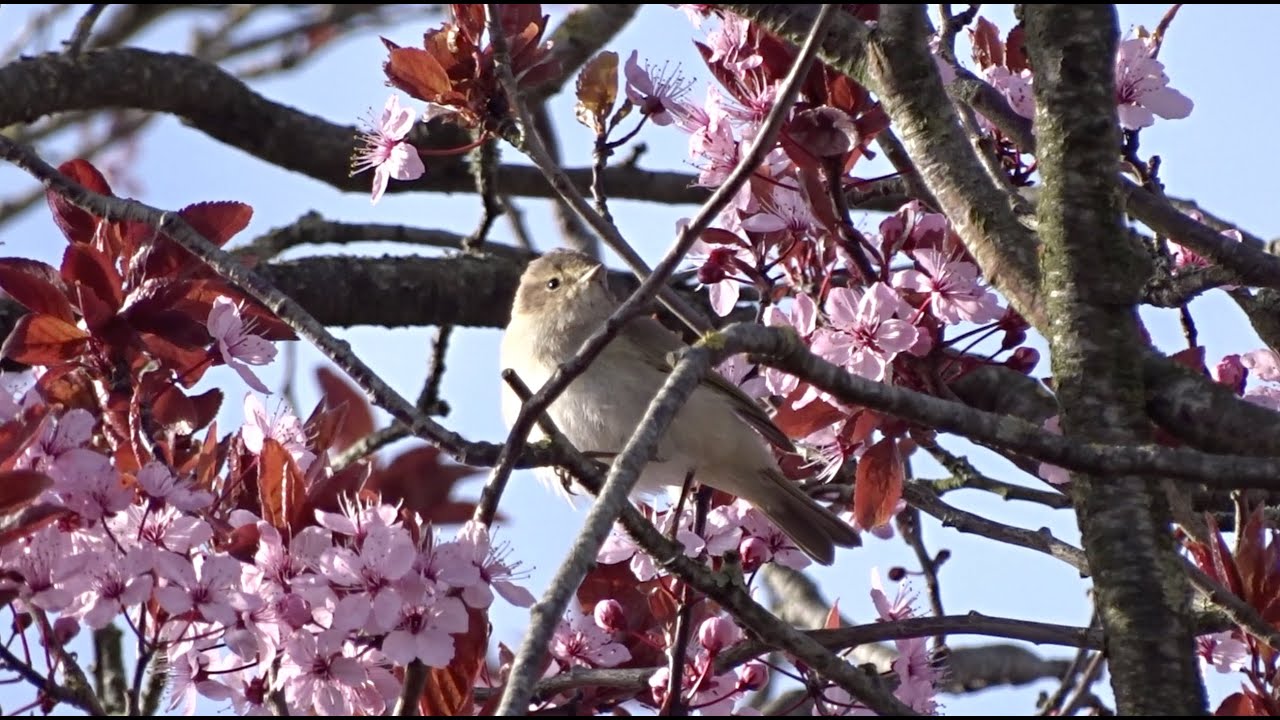Siberian chiffchaff - Siberische tjiftjaf 