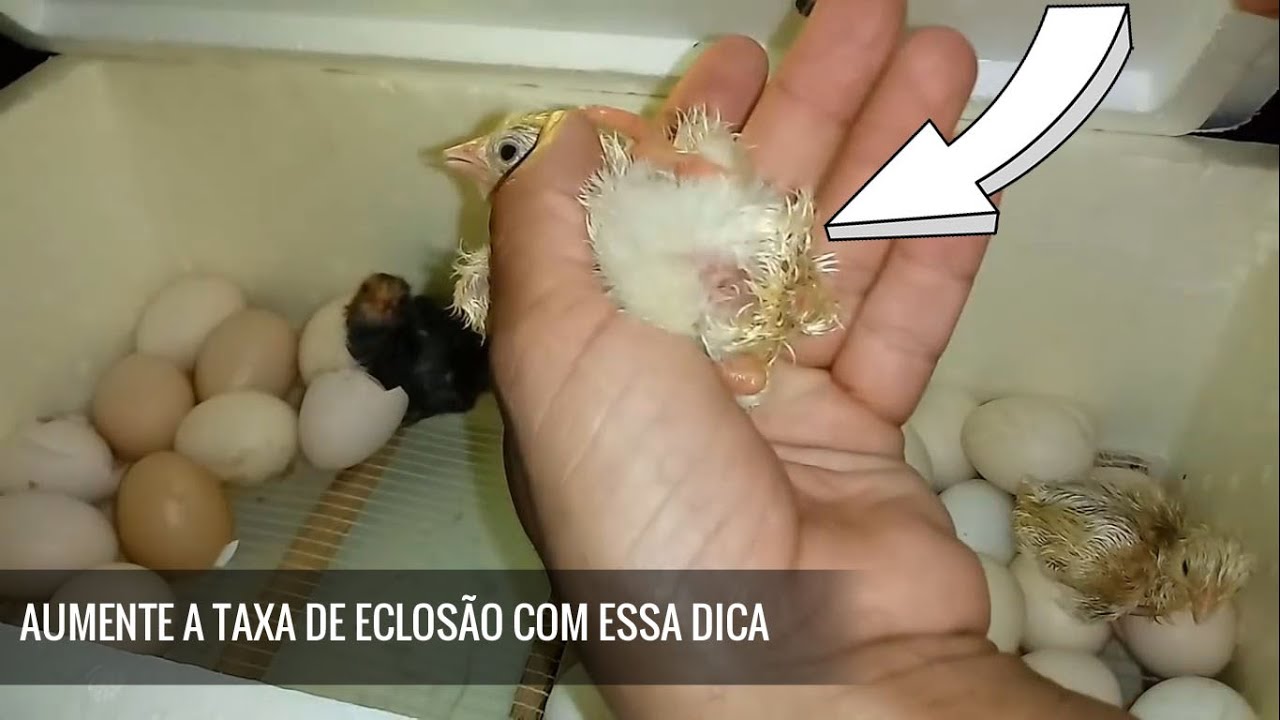 Quanto Tempo Demora Para Chocar Ovo De Tartaruga