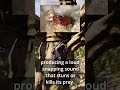 The Loudest Shrimp in the Ocean