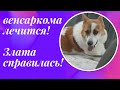 Венсаркома лечится! Борьба за жизни хвостиков