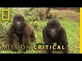 Protecting Orphaned Gorillas | Mission Critical