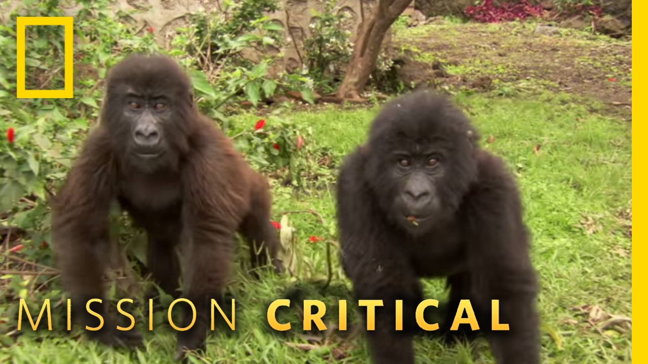 legend of the phoenix Protecting Orphaned Gorillas | Mission Critical
