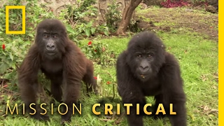 Protecting Orphaned Gorillas | Mission Critical