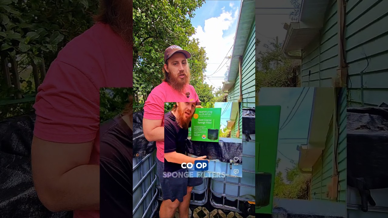 Update! on large aquarium coop sponge filter #pond #outdoor #aquariumcoop#aquatic @IzzyAquatics