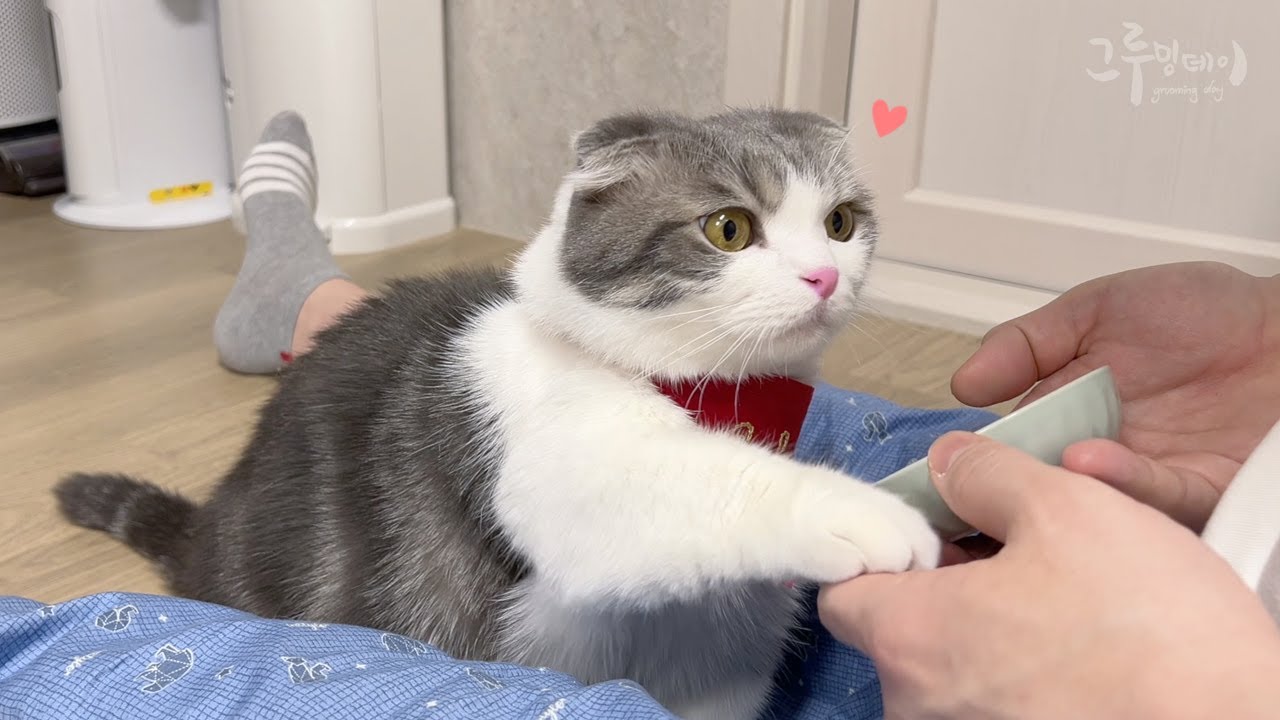 Кот плачет, требуя еды в 5 утра.