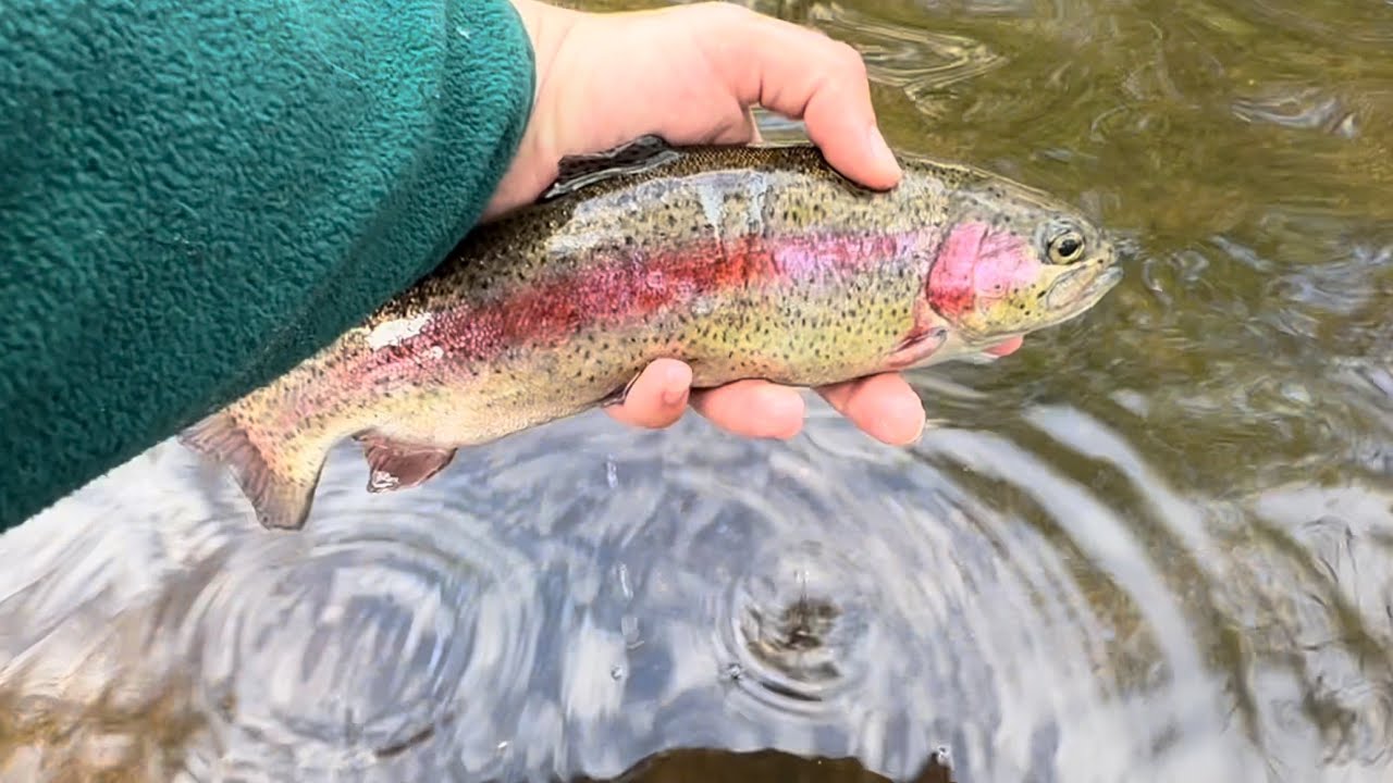 New Jersey Trout Fishing Stocked Rainbows and Wild Browns YouTube