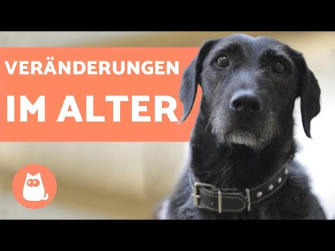 Video: Pflege älterer Hunde
