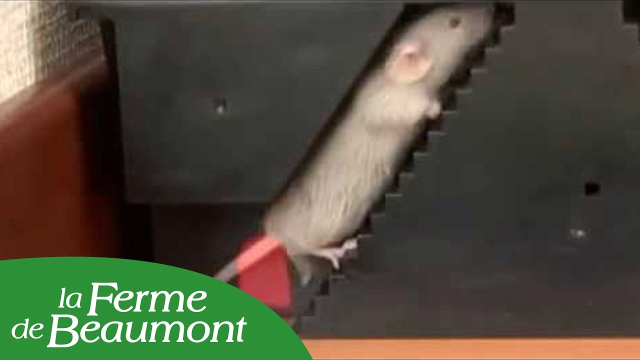 Piège à souris électronique Victor Multi-Kill - Ferme de Beaumont