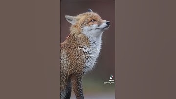 سورة الحج اية ( 18 ) القارئ الشيخ ياسر الدوسري