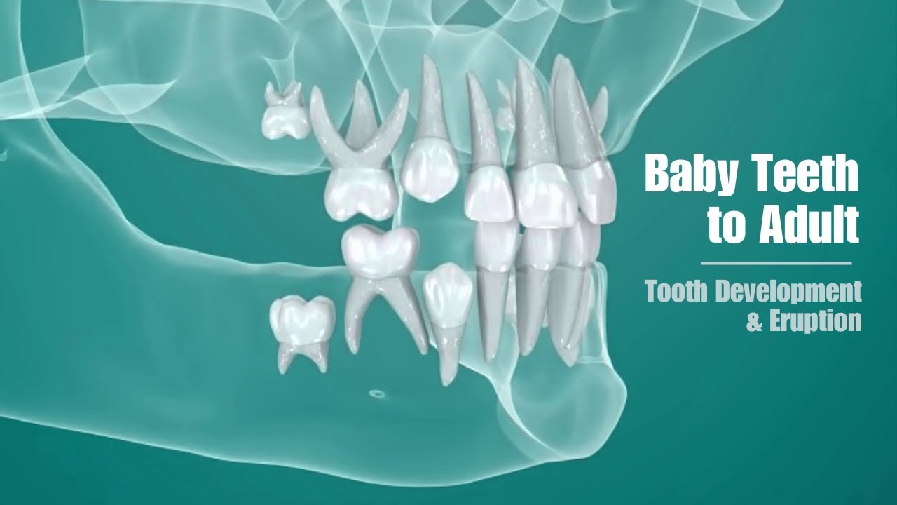 Baby Teeth to Adult Teeth | 3D Animation of Tooth Development & Eruption
