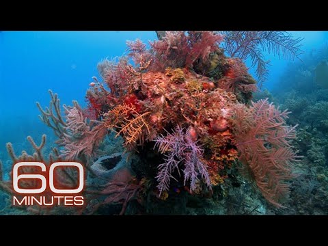 Exploring cuba’s vibrant coral reefs (2011) | 60 minutes archive