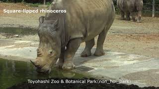 【japanese zoo】Square-lipped rhinoceros／Toyohashi Zoo & Botanical Park（non_hoi_park）／