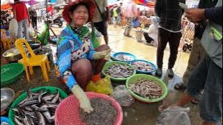 Amazing Fresh Water Fishes | Unsalted water fishes in Cambodia | Fishes Distribution Market in PHN