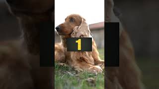 GUESS DOG BREED | FUNNY DOGS, PUPPIES | EP. 86