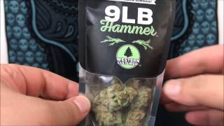 9 Pound Hammer By Western Cultured Recreational Cannabis Review