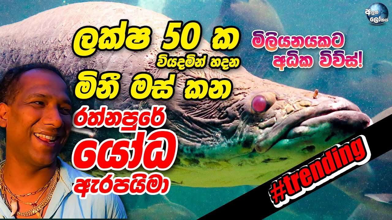 ලක්ෂ 50 ක වියදමින් හදන ලංකාවේ එකම යෝධ ඇරපයිමා ( දිග අඩි 06ක්)! - The BIGGEST Arapaima in Sri  Lanka