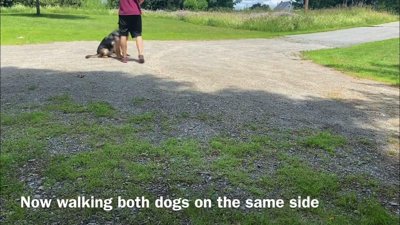 Walking 2 dogs at once Balanced Dog Training YouTube