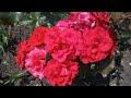 Мои любимые сорта роз.Красные розы.Часть 3.