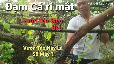 Vườn Táo Này Là Số 2 Thì Ai Là Số Một Hẹn Gặp Sau 20 Ngày Khi Sử Dụng Đạm Cá l Núi Đồi Lục Ngạn
