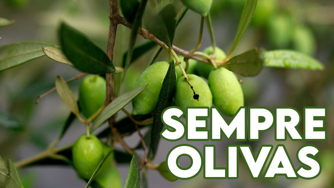 SEMPRE OLIVAS e o ouro verde!