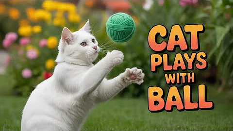 Video 11871081: cat playing ball, pets maine, funny cat