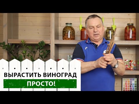 Как вырастить виноград? Попробуйте - у вас точно получится!