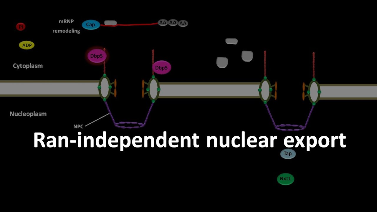Ran independent nuclear export - YouTube