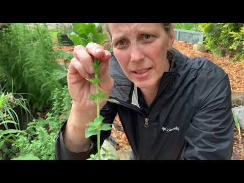 Pruning & Harvesting Oregano