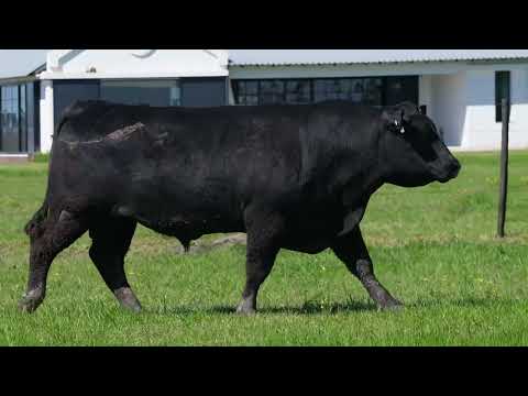 LOTE 06  - 2085