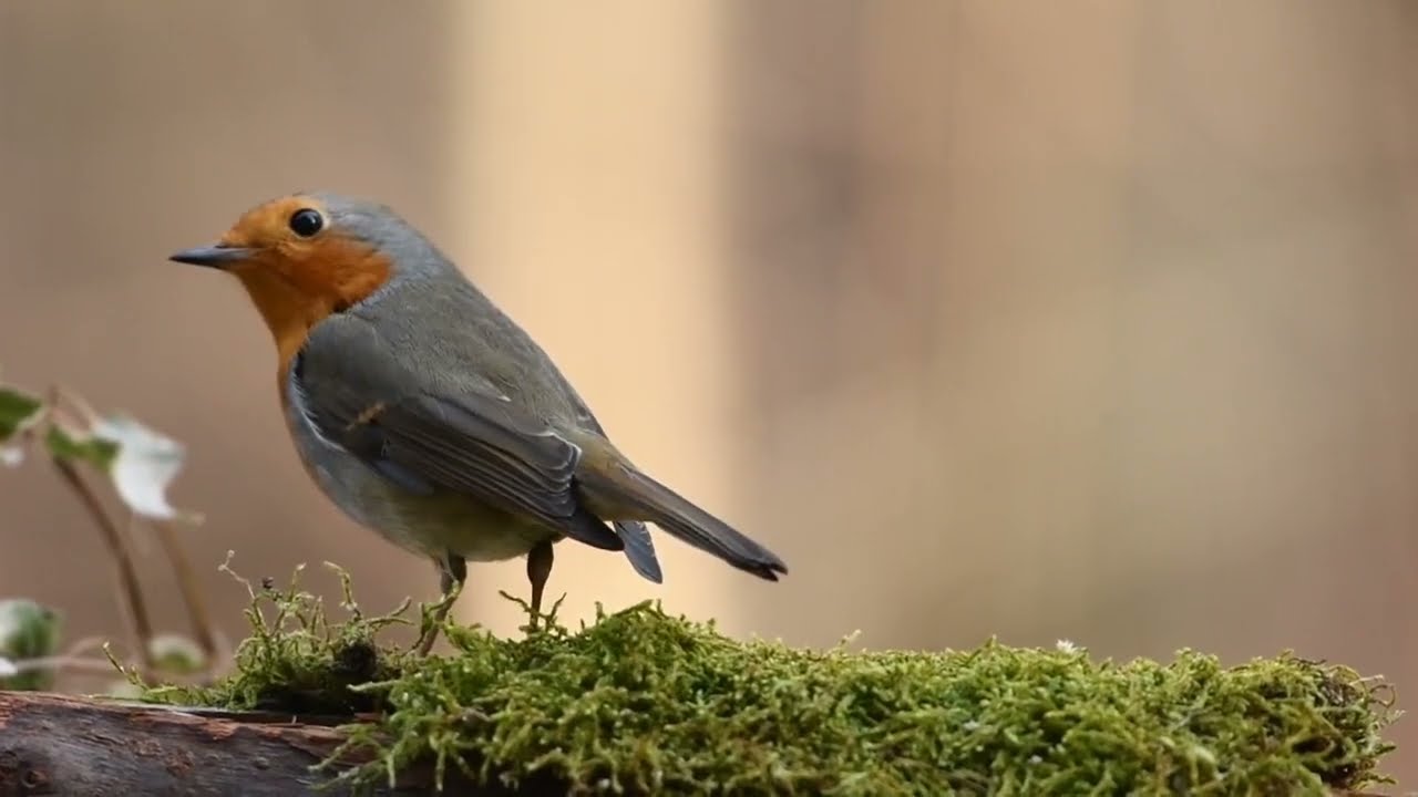 Sukoon Bhara Nature Scene | Waterfall, Birds & Green Forest | Peaceful Background Music