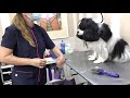 grooming do Cavalier King Charles