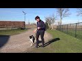 8 🐶 Hondentraining: Wandelen met een ontspannen lijn