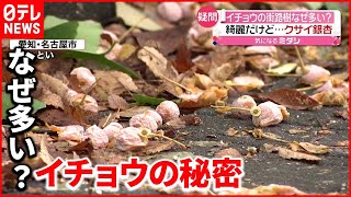 【疑問】イチョウ、なぜ街路樹に多い？ 異臭などの元にも…