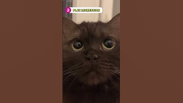 Types of Cat Bite And What They Mean! 🤔
