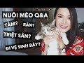 Nuôi mèo Q&A - Tắm, trị rận, chán ăn, triệt sản, đi bậy