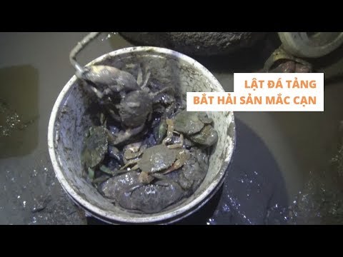 Theo chân thanh niên Vũng Tàu đi lật đá tảng bắt hải sản mắc cạn trong đêm