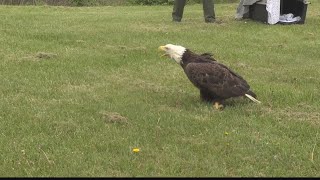 Famous Centre Wildlife releases Bald Eagle back into wild after recovering from lead poisoning Net Worth