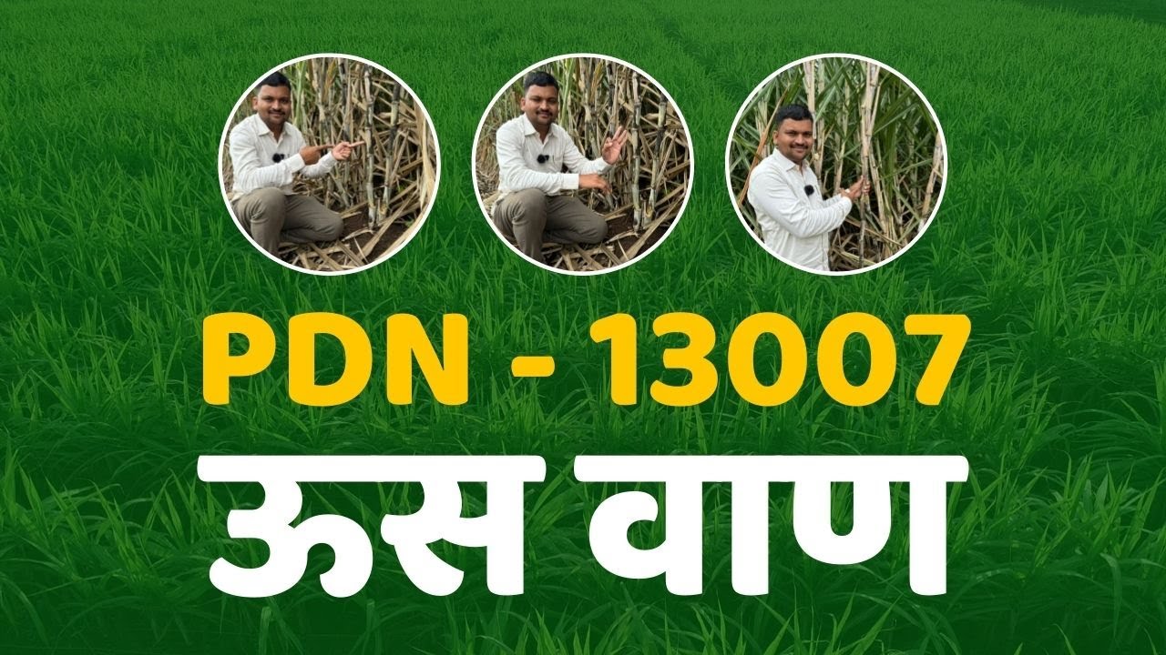 PDN - 13007 ऊस वाण | गन्ना मास्टर तंत्रज्ञान | डॉ. अंकुश चोरमुले