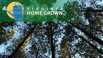 Silvopasture: Using Livestock to Help Grow Trees and Forests