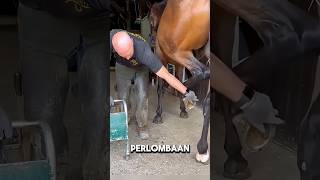 This Horse Is Really Poorviral information horse