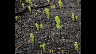 N.J. state forest sprouts new growth after massive wildfire