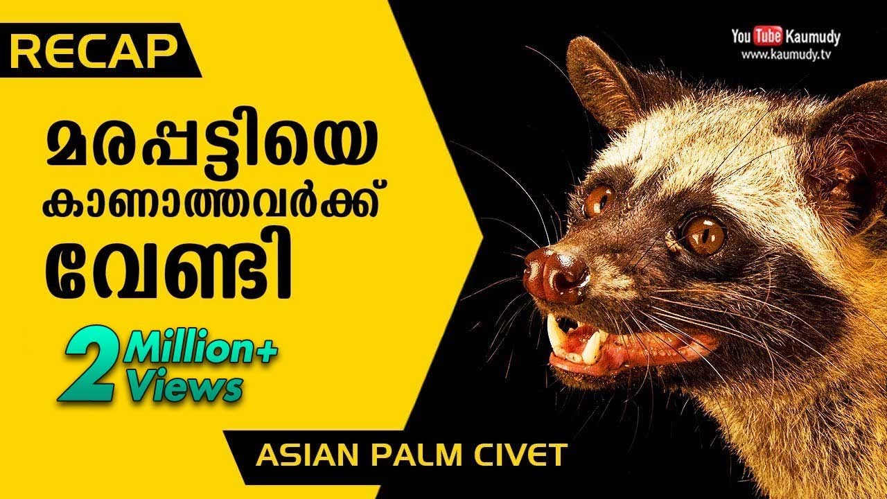 Recap: Vava suresh takes on a Palm Civet | Snakemaster Short Video - YouTube