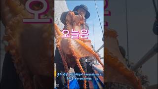 양양 문어낚시 3월 바다낚시 4월 선상낚시 강원도 낚시 포인트 동해 가볼만한곳 1박2일 주말여행 추천 당일치기 서울 근교 수도권 주변 국내여행 #문어낚시 #피문어낚시 #shorts