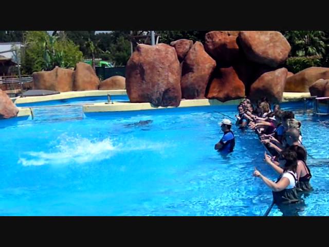 Reserver rencontre avec les dauphins marineland