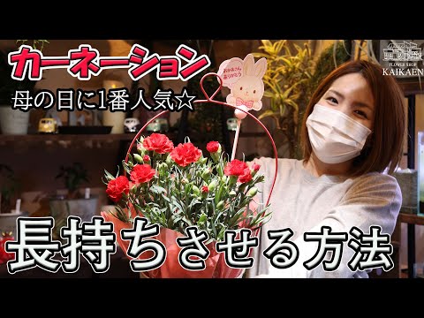 【母の日】カーネーションの育て方・管理方法・長持ち・来年も咲かせる方法【おうちでガーデニング】開花園チャンネル