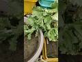 See the seeds of Ice -burge lettuce leaf ☘️☘️| #shorts #youtubeshorts #flowers #shortsfeed #video