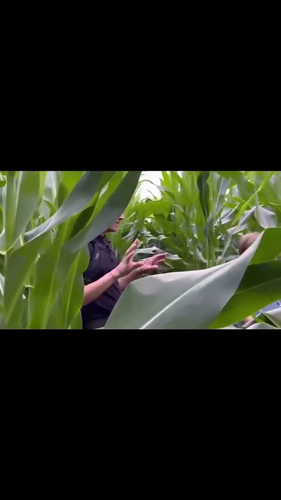 Behind the Scenes in Young Hearts Corn Field #bts #younghearts